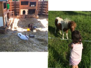 Hotel-Oberforsthof_Streichelzoo